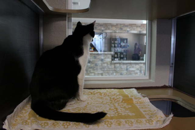 Our new luxury cat suites offer a view to the lobby, that way your kitty can always keep an eye on all the action.