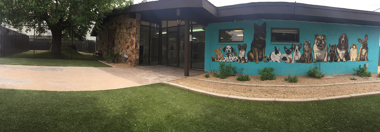 When you drive by you can see some of our beautiful murals on the outside of the building. We have one in our cat hotel.