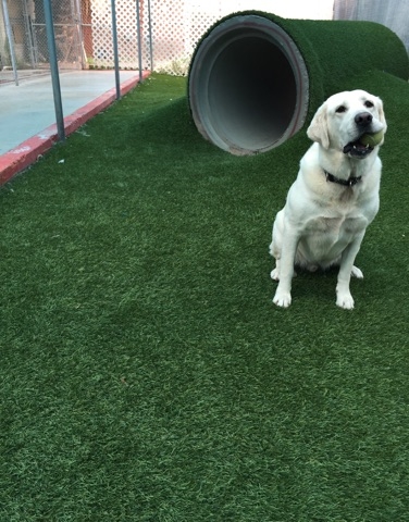 Do you want your pet to get out and run around in one of our play yards while they are boarding? We can add a playtime a day for just $5.00. Playtimes are 15 to 20 minutes of one on one attention with one of our kennel attendants. Additional pets during the same playtime are half price.